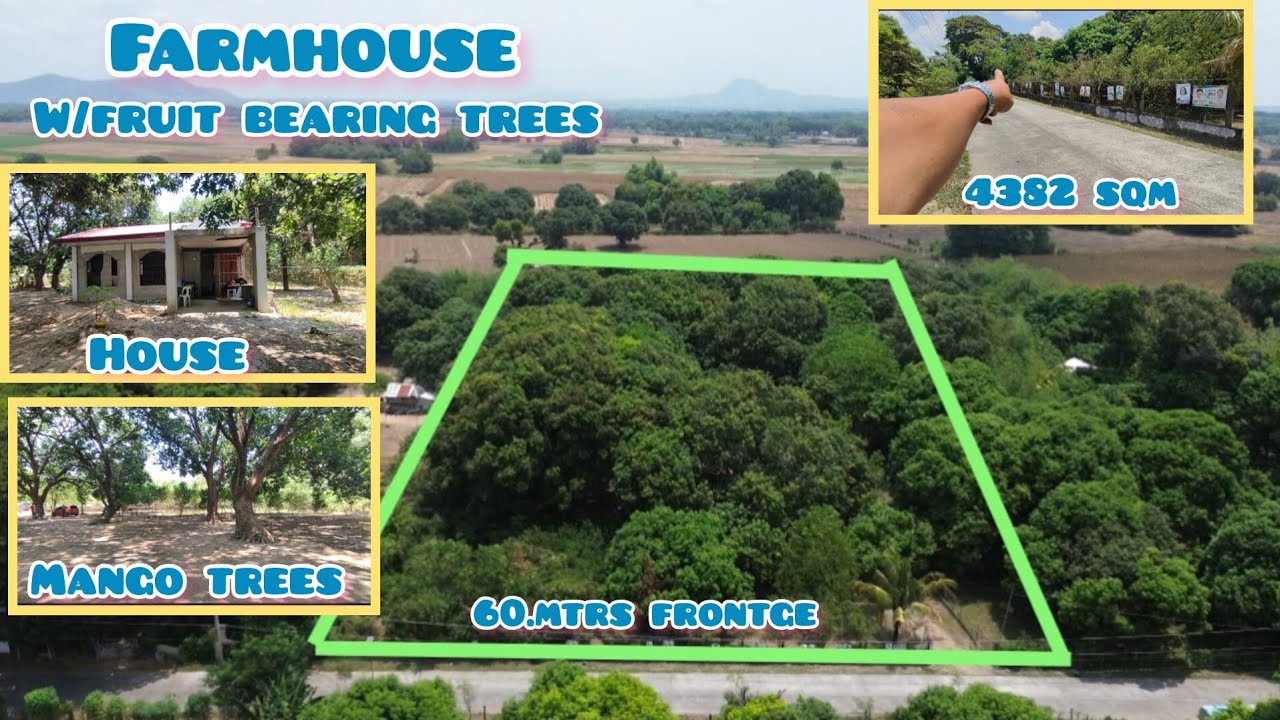Lot632 Beautiful farm w/ mamgo and calamansi trees, unfinished house,fully fench 4382sqm anao tarlac