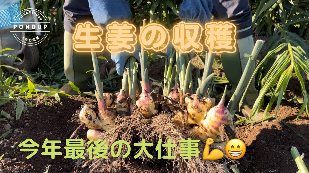 生姜の収穫 22年 不作だが家族みんなで頑張るよ 生姜 農業 収穫 Youtube