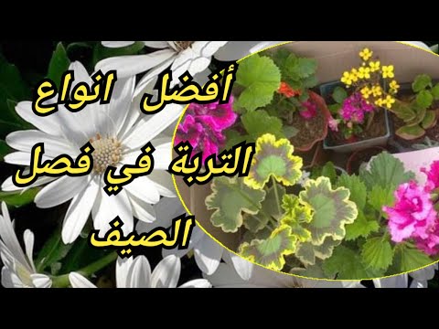 فيديو: ما هي التربة المرقطة؟