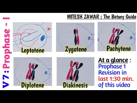 مرحلہ 1 : لیپٹوٹین، زائگوٹین، پیچیٹین، ڈپلوٹین اور ڈائیکینیسس || Prophase 1 کے مراحل