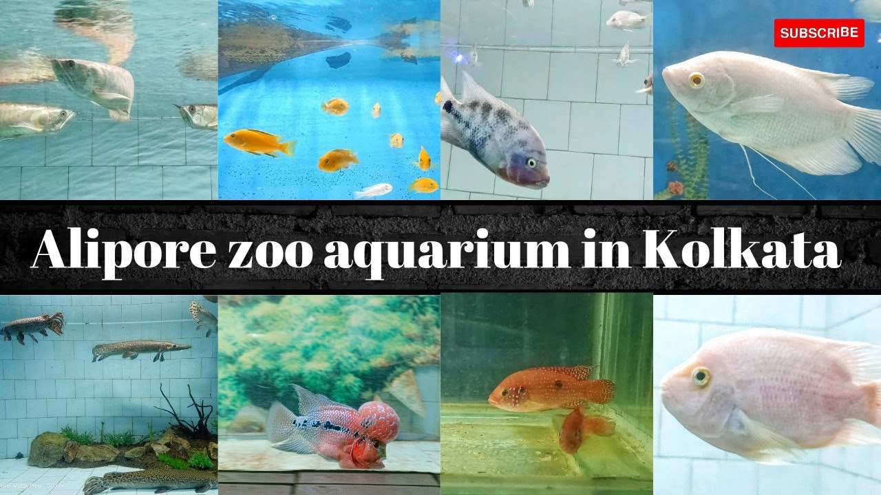 Alipore zoo aquarium Kolkata Kolkata zoo aquarium Alipore