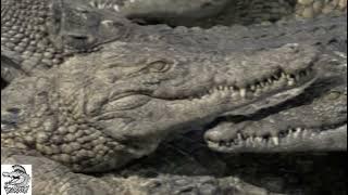 Download lagu The Disorderly - Punk and Disorderly