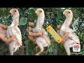 Parrot Beak Long Tail Chicks | 8639717935 | Video 1046 | Rythu Market 1
