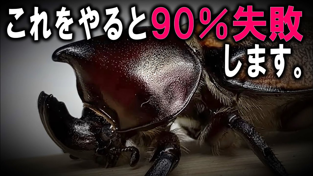 幻のオオクワガタを発見 天然 それとも放虫 見分け方の解説が 説得力あります これは天然っぽい と話題に ねとらぼ