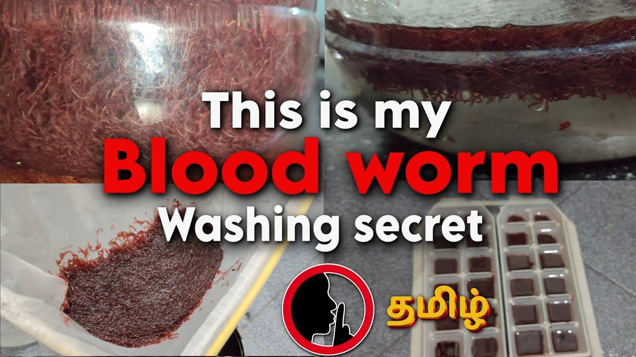 This is my Blood worm washing secret method | Tamil