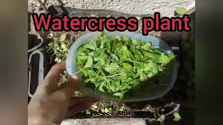 Watercress cultivation from the first day to harvest | Watercress stages of development |part 1|