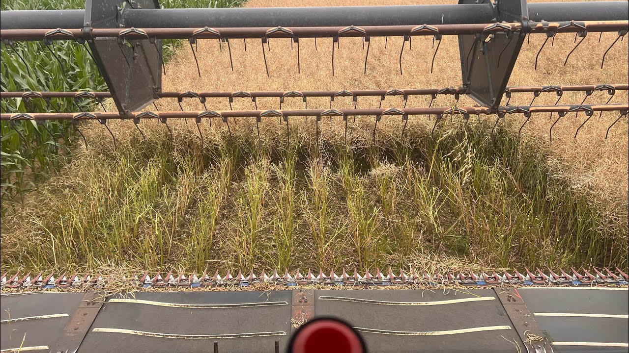 Koszenie Rzepaku Derrick 4.7t/ha Nowym Nabytkiem Massey Ferguson 36RS z hederem power Flow