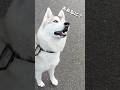 お散歩中に出会った生き物が不思議すぎるハスキー犬www