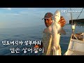 인도네시아 삼부자의 '상어 잡이'