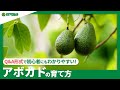 ☘61:アボカドの育て方|水耕栽培、鉢栽培の方法、植え替えや冬越しの注意点などもご紹介【PlantiaQ&A】植物の情報、育て方をQ&A形式でご紹介