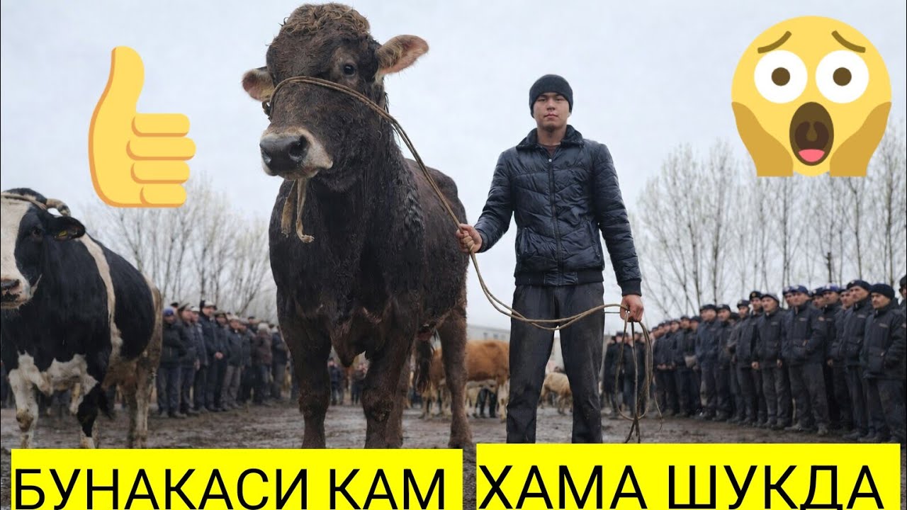 10-mart, 2026 АНДИЖОН ШАХРИХОН ЖУЧА МОЛ БОЗОРИГА КАТТА ГЕГАНТ БУКА ЧКБДИ😱 КУГУН ХАМА КУРИШ ШАРТ БУГУ