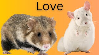 The Joy of Hamster Companionship: A Heartwarming Experience