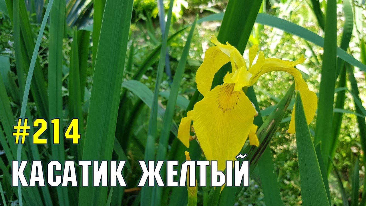 Касатик | Жизнь в Адлере