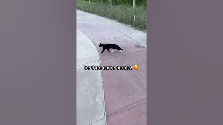 I FOUND A STRAY KITTEN IN MIAMI #shorts