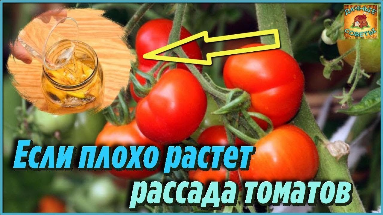 Подкормите этим рассаду томатов, которая плохо растет. Народные средства для увеличения урожая
