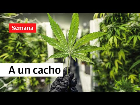 Colombia, a punto de tener regulación para  cannabis de uso adulto | Semana Noticias