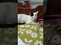 ঘুম আমার প্রিয়😮‍💨#shorts #catvideo #petlover #hellochiko #chiko #funnycat #animallovers
