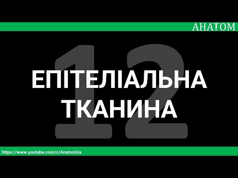 12.   Епітеліальна тканина - AnatomUa_AUDIO