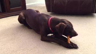 chocolate lab weimaraner mix