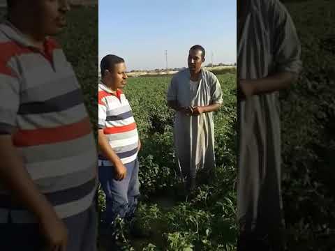 مزعة الاستاذ محمود زكي مركز سملوط محافظة المنياالمحاصيل عنب بصل طماطم