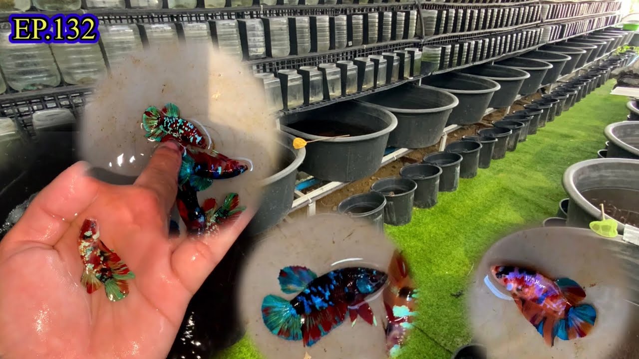 Ep.132 พาจกถังดำ นำขึ้นขาย สวยๆเพียบบ