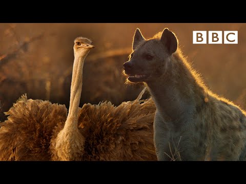 Zalika the Hyena FIGHTS an Ostrich | Serengeti - BBC