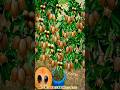 the best technique for planting and multiplying sapodilla trees by grafting.#growingfruits #shorts
