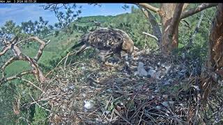 Гнездо солнечных орлов Алтына и Новы/Eastern imperial eagles Altyn&Nova 03.06.2024 08:48