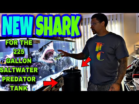 **NEW SHARK** FOR THE 225 GALLON SALTWATER PREDATOR TANK!!!