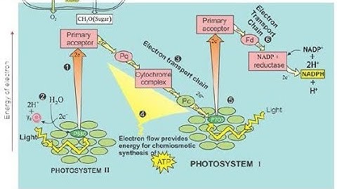 BIOENERGETIC MCQS/ BIOLOGY CHAP WISE MCQS/ PAST PAPERS BIO/ KIPS PRACTICE BOOK/ MDCAT IMPORTANT MSQS