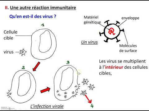 Vidéo: Prévalence Et Facteurs De Risque D'infection à VIH Chez Les Consommateurs De Drogues Injectables Au Cambodge: Résultats D'une Enquête Nationale