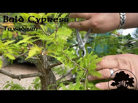 Greenwood Bonsai - Bald Cypress (Taxodium)