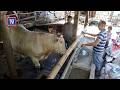Aidiladha: Pemilik kedai runcit beli 2 lembu sado, 2,000kg daging korban diagihkan