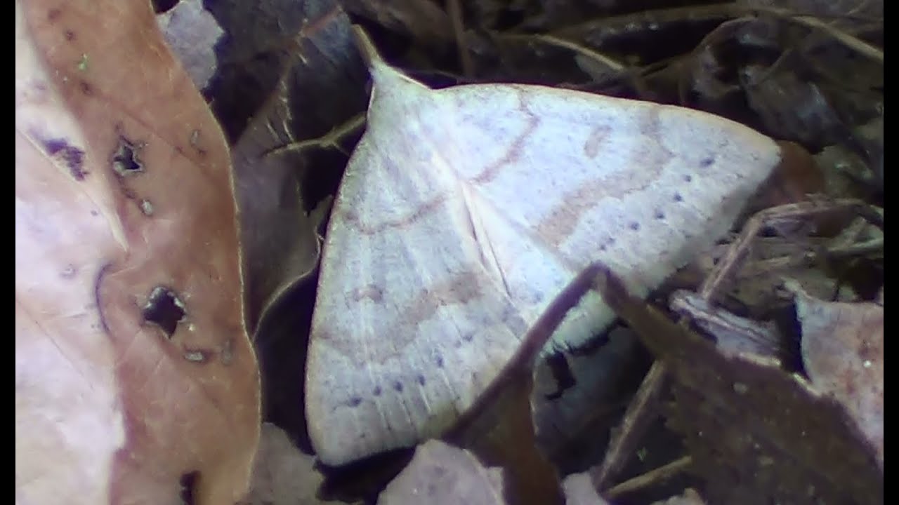 Morbid Owlet Moth 2