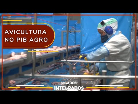 Abate de frango impulsiona PIB Agro no 1º trimestre de 2023 | Ligados&Integrados - 03/08/2023