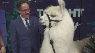 Meet Caesar the No Drama Llama