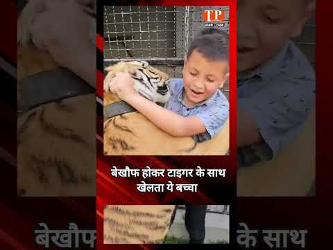 बिना डरे टाइगर के साथ खेलता नजर आया ये नटखट बच्चा | Funny Video | Viral Video