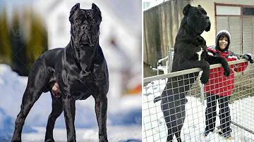 Cane Corso comes in Two Versions!