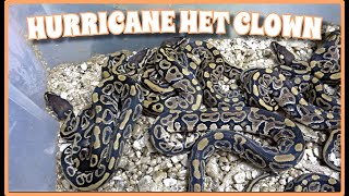 Hurricane Het Clown Ball Python Clutch Update! Wealth