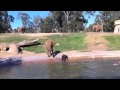 Baby Elephant falls, gets upset, goes with mama, comes back