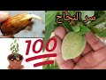 غرس أشجار اللوز من البذرة الإيجابيات و السلبيات انطلاقا من تجربة شخصية حية