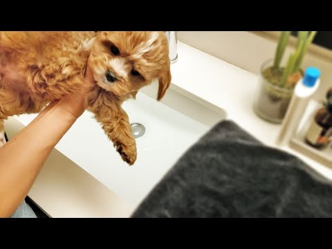 How To Wash A Puppy [FOR THE FIRST TIME] - Cavapoo