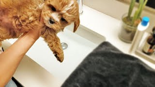 8 Weeks Old Cavapoo Baby Takes First Bath