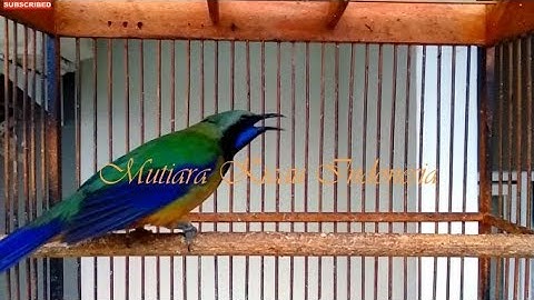 Cucak Cungkok Istimewa ~Isian Variasi Kasaran Tajam Rapat ~Tembakan Istimewa Masteran Burung Lomba