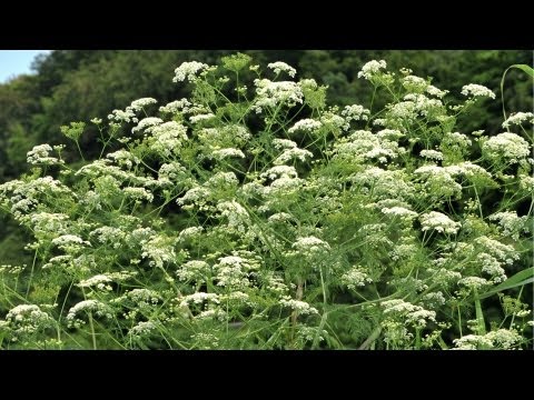 Schierling im Vergleich zu anderen Doldenblütlern