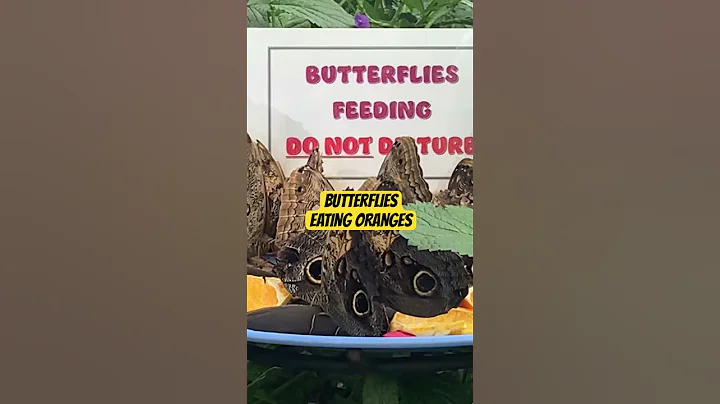 Beautiful Butterflies Eating Oranges. #butterfly #butterflies #insects #bugs #niagarafalls #beauty - DayDayNews