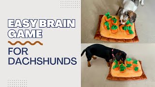 Easy Brain Game For Dachshunds - Carrot puzzle toy level 1 by Dachshund Station 184 views 3 months ago 49 seconds