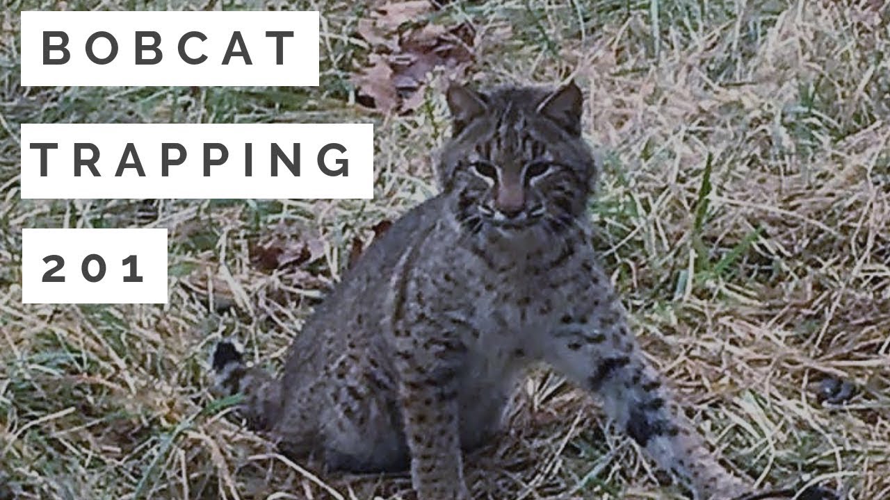 Bobcat Trapping 201 YouTube