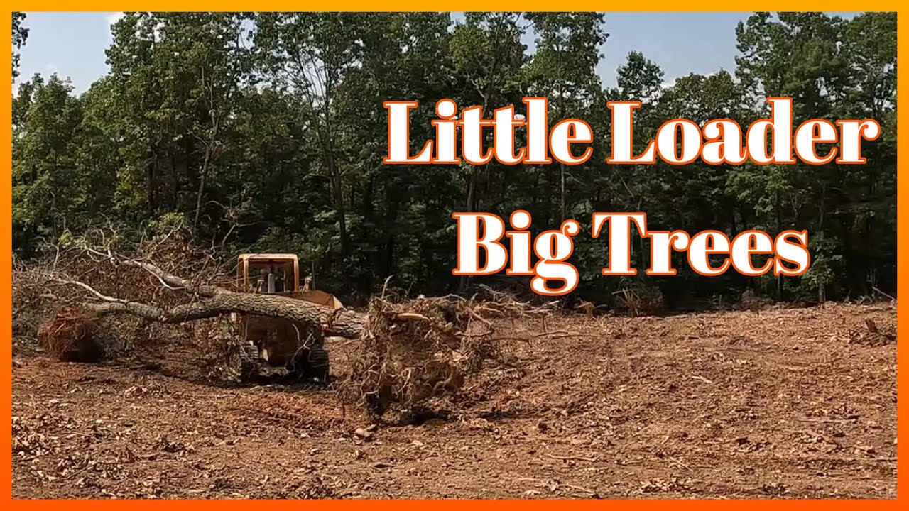 Last Orchard Update till the Trees are Gone - YouTube