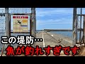 【新潟遠征】立入禁止看板がある堤防釣りは魚が湧きまくりでヤバかった…